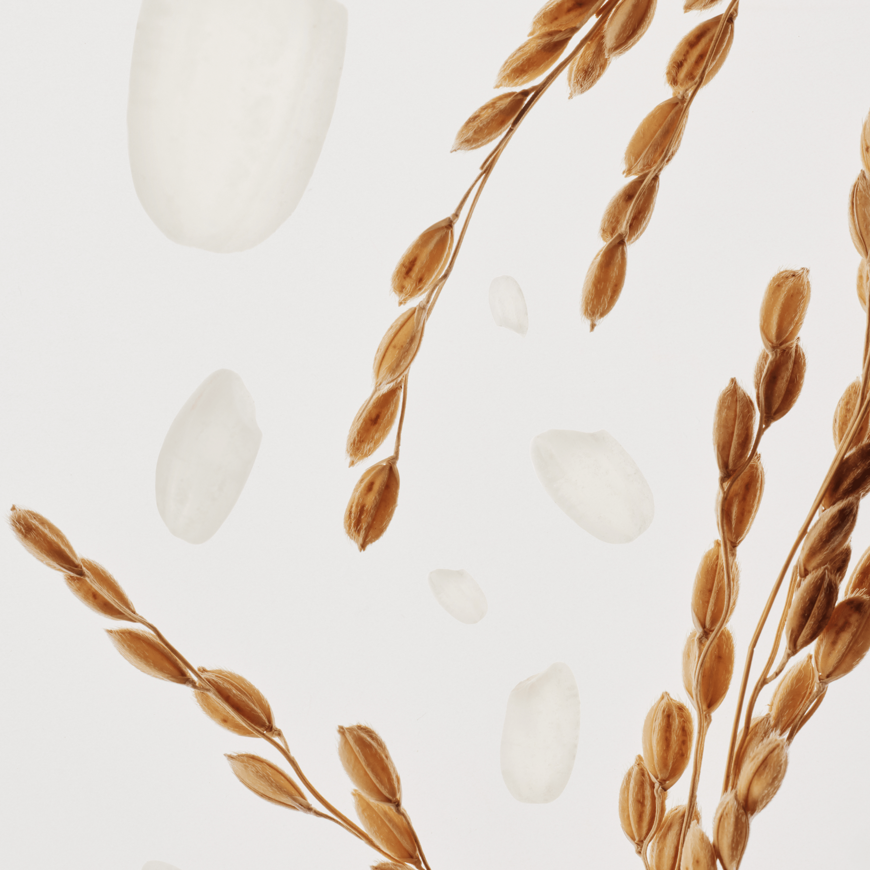 Rice Bran Water - Ginseng Root Water